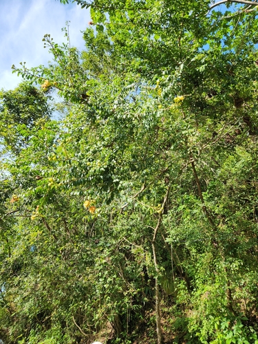 Lafoensia punicifolia, photograph 4