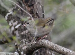 Arremonops rufivirgatus