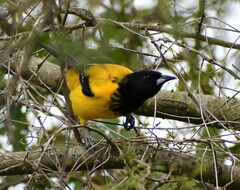 Icterus graduacauda