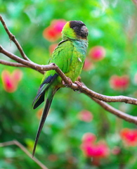 Aratinga nenday