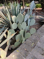 Opuntia robusta