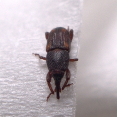 Sitophilus zeamais