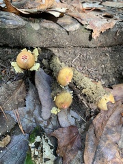 Calostoma lutescens