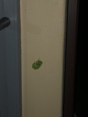 Hyperolius tuberilinguis