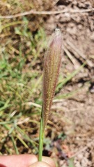 Cynodonteae