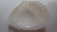 Tellinoidea