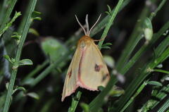 Diacrisia sannio