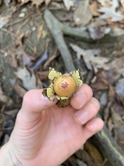 Calostoma lutescens