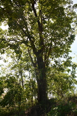 Pterocarpus rotundifolius