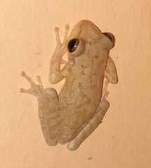 Osteopilus septentrionalis