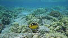 Chaetodon quadrimaculatus