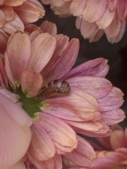 Episyrphus