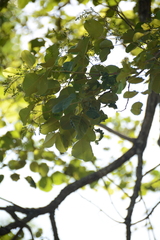 Pterocarpus rotundifolius