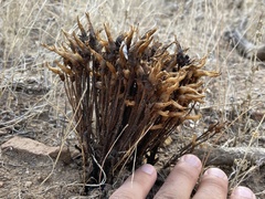 Aphyllon franciscanum