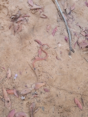 Tantilla melanocephala