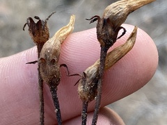 Aphyllon franciscanum