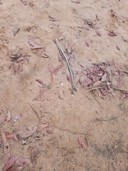 Tantilla melanocephala