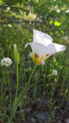 Calochortus syntrophus