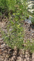 Tessaria absinthioides