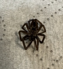 Kukulcania hibernalis