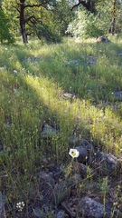 Calochortus syntrophus