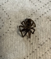 Kukulcania hibernalis