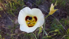 Calochortus syntrophus