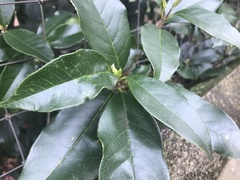 Osmanthus