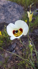 Calochortus syntrophus