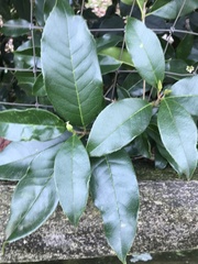 Osmanthus