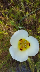 Calochortus syntrophus