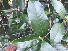 Osmanthus