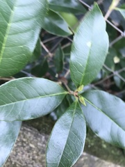 Osmanthus