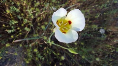Calochortus syntrophus