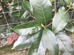 Osmanthus