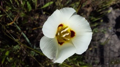 Calochortus syntrophus