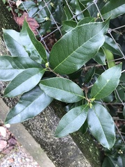 Osmanthus