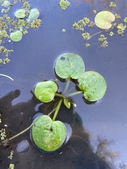 Limnobium laevigatum