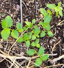 Commelina benghalensis