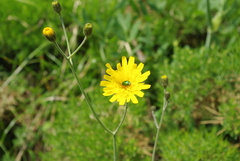 Cryptocephalus sericeus