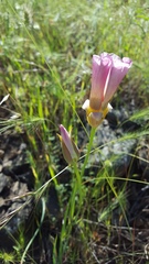 Calochortus syntrophus