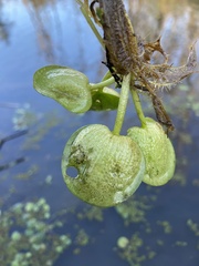 Limnobium laevigatum