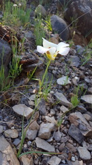Calochortus syntrophus