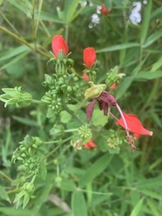 Malvaviscus arboreus