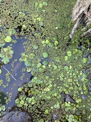 Limnobium laevigatum