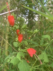 Malvaviscus arboreus