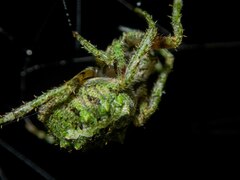 Parawixia