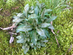 Veronica anagallis-aquatica