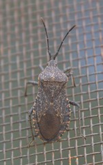 Hypselonotini