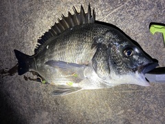 Acanthopagrus schlegelii
